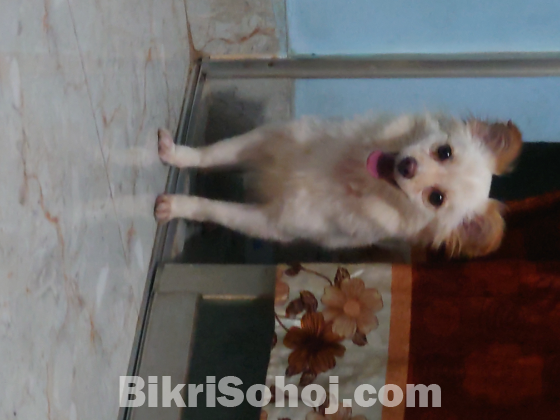 japanese spitz dog